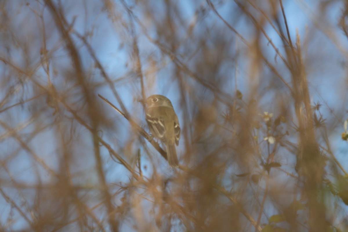 Least Flycatcher - ML646157156