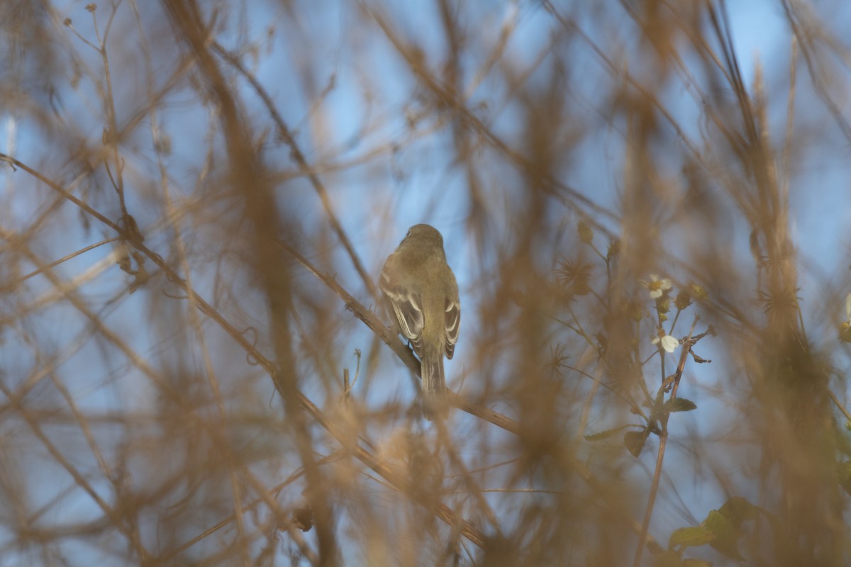 Least Flycatcher - ML646157157