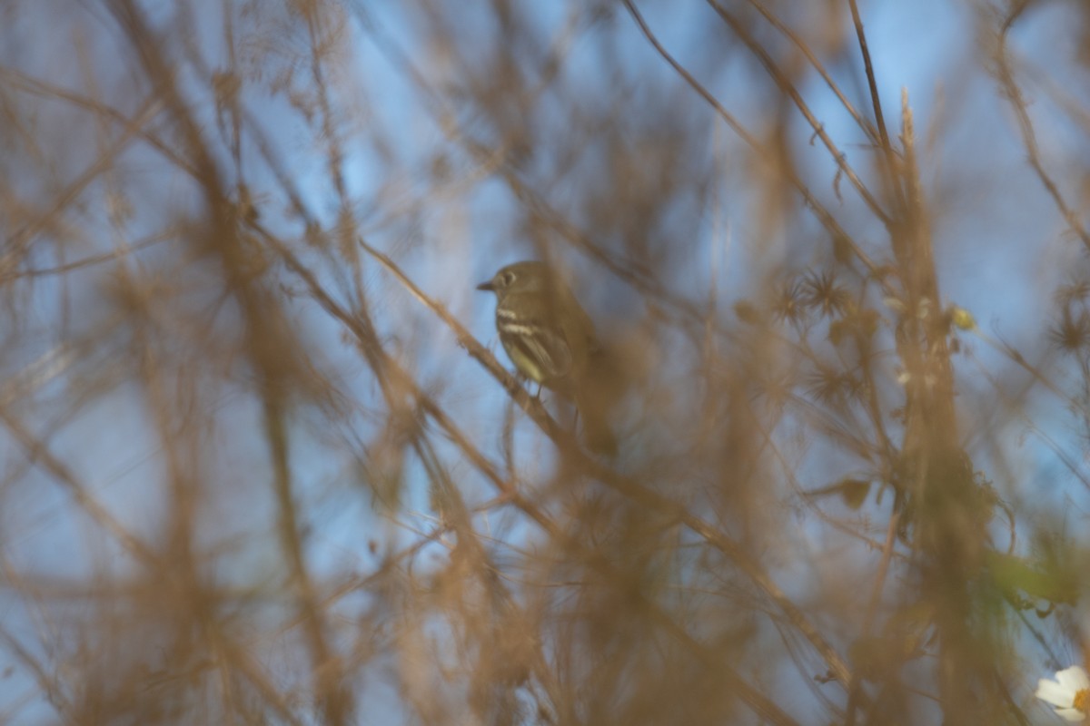 Least Flycatcher - ML646157158