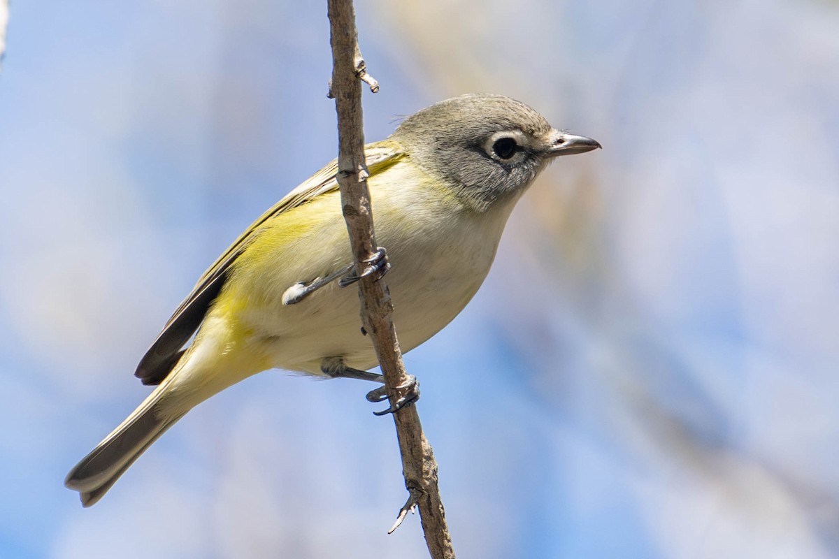 Blue-headed Vireo - ML646157159