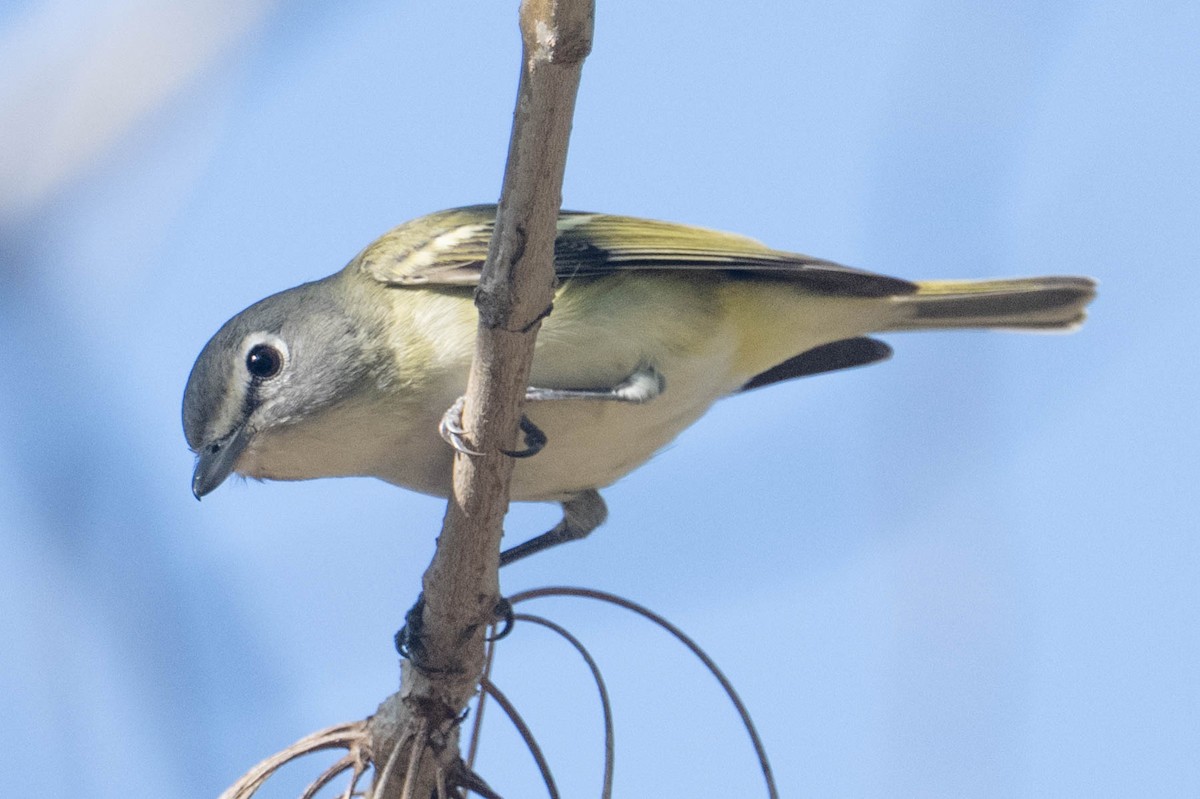 Blue-headed Vireo - ML646157161