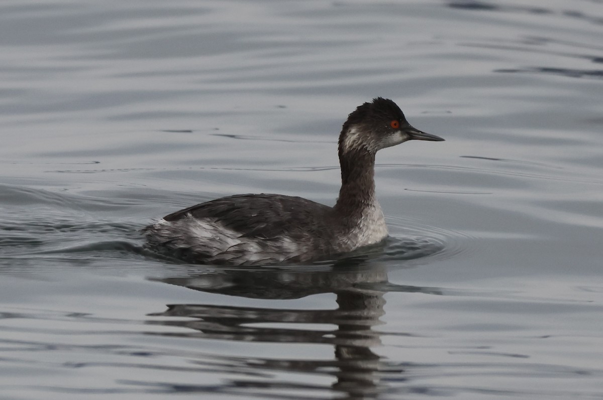 黑頸鸊鷉 - ML646157162