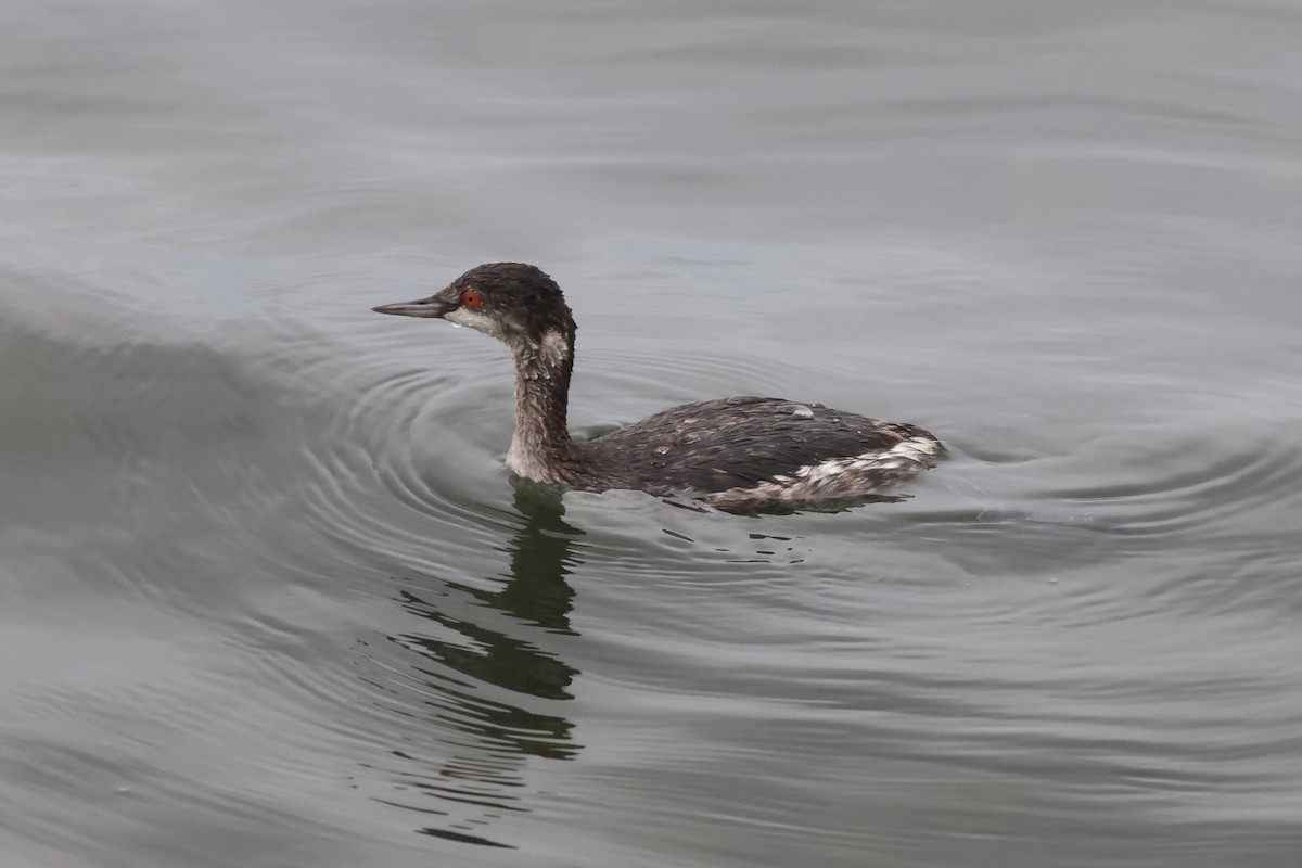 黑頸鸊鷉 - ML646157163