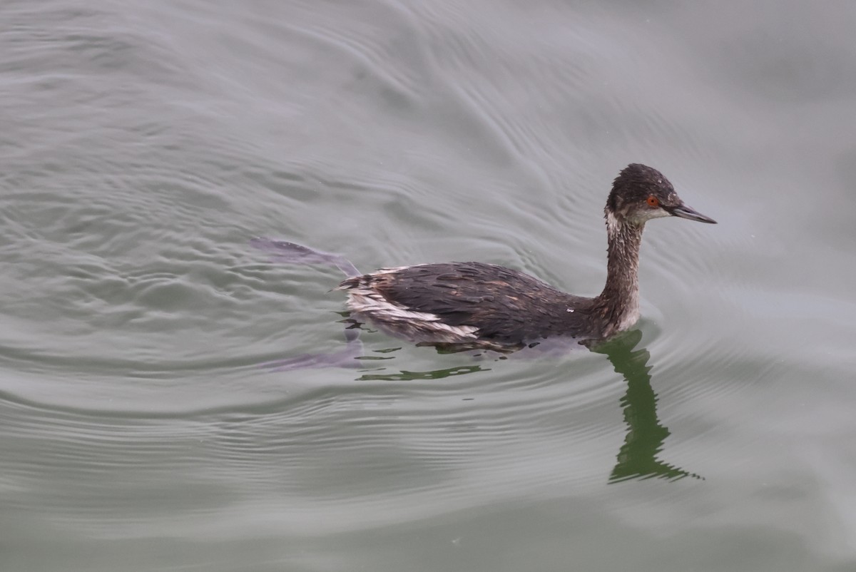 黑頸鸊鷉 - ML646157164