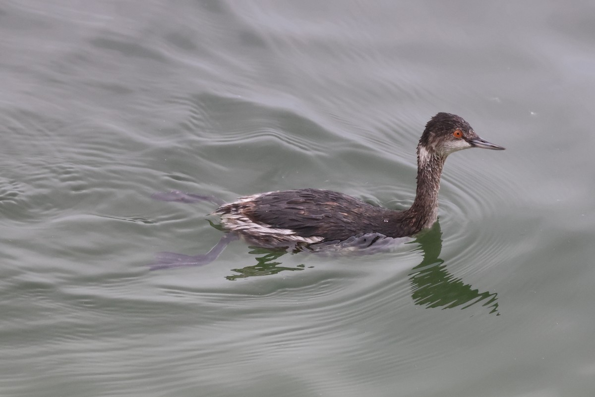 黑頸鸊鷉 - ML646157165