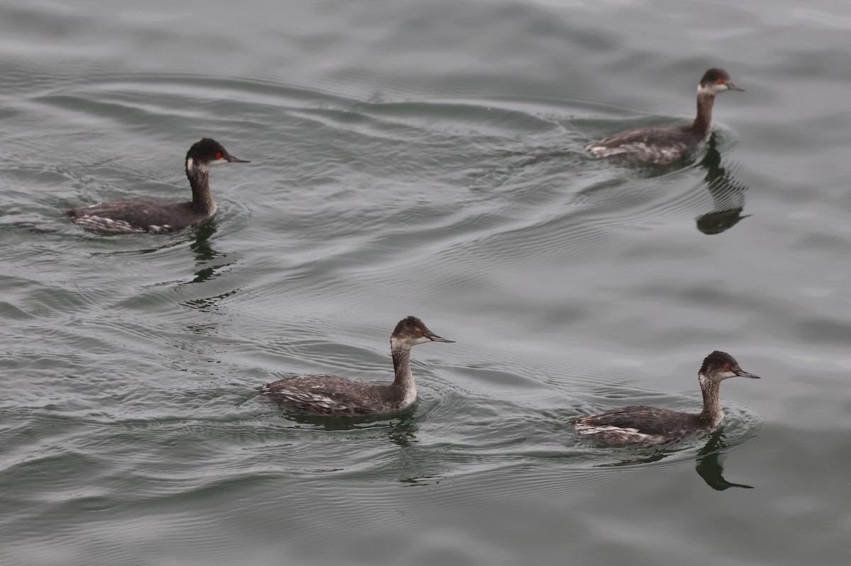 黑頸鸊鷉 - ML646157166