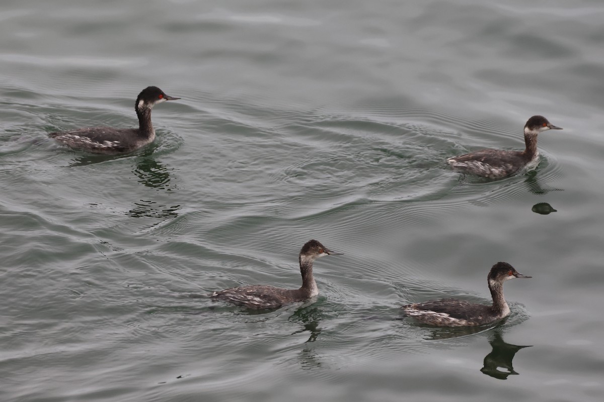 黑頸鸊鷉 - ML646157167