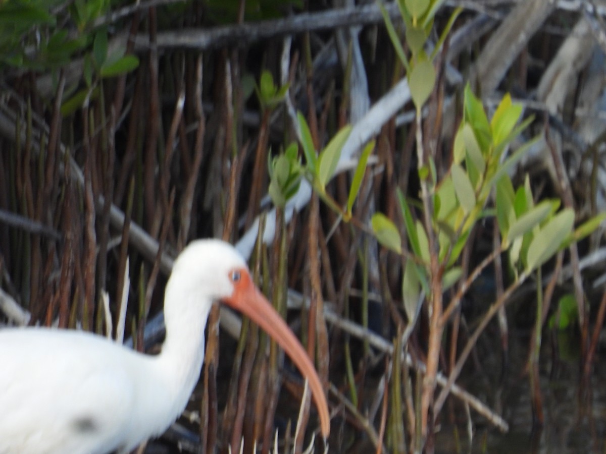 White Ibis - ML646157169