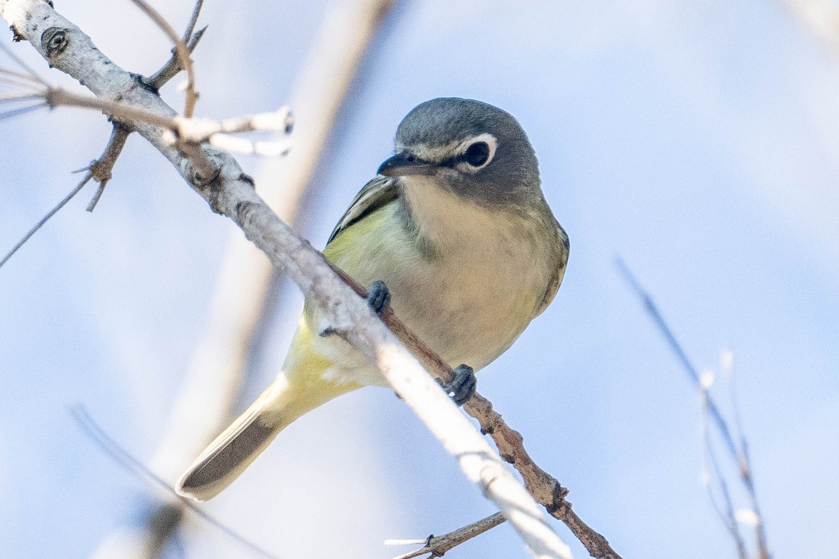 Blue-headed Vireo - ML646157172