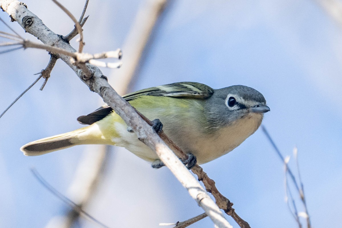 Blue-headed Vireo - ML646157207