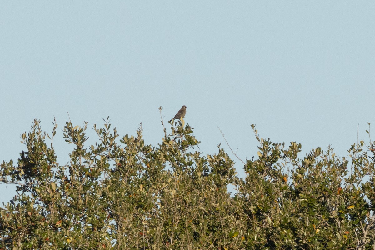 kanadatrupial - ML646157215