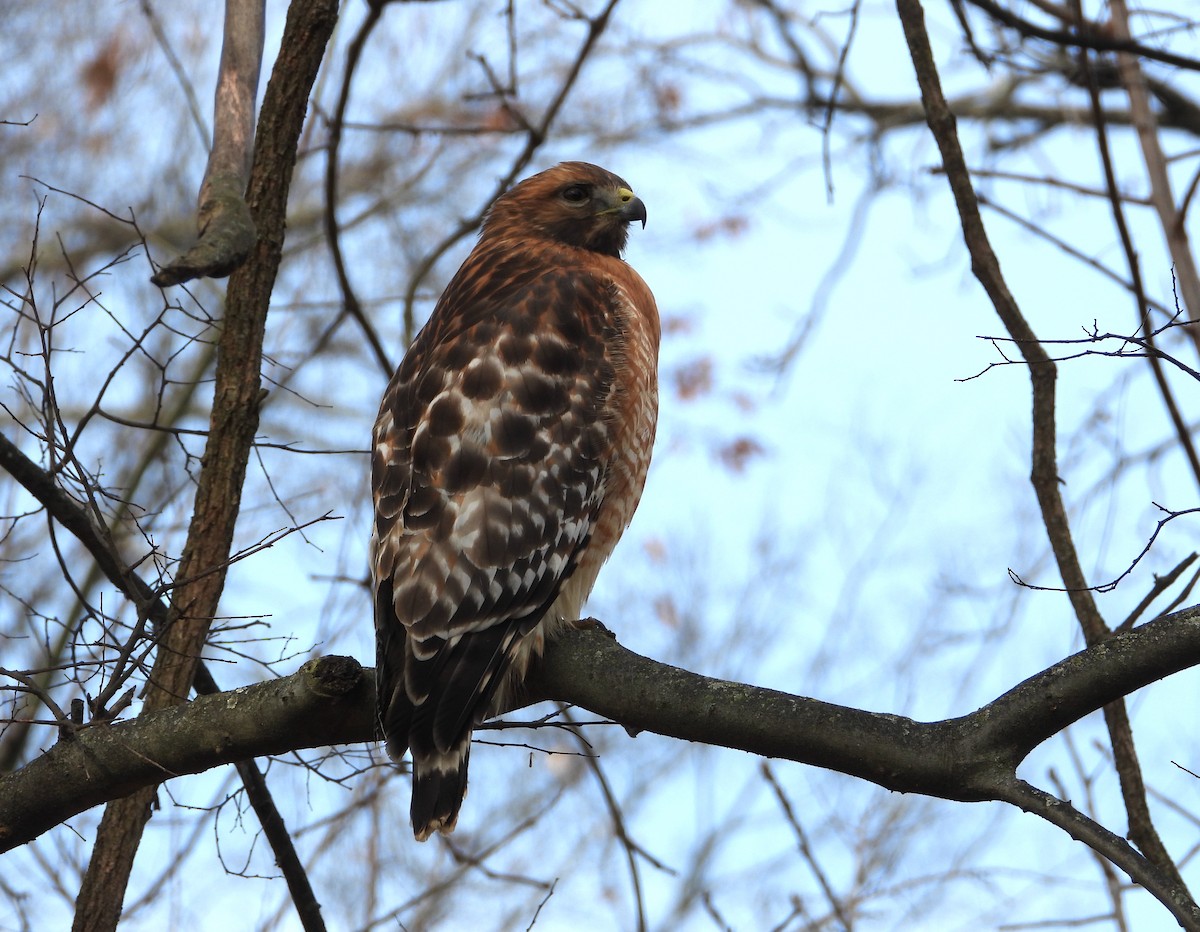 Red-shouldered Hawk - ML646157218