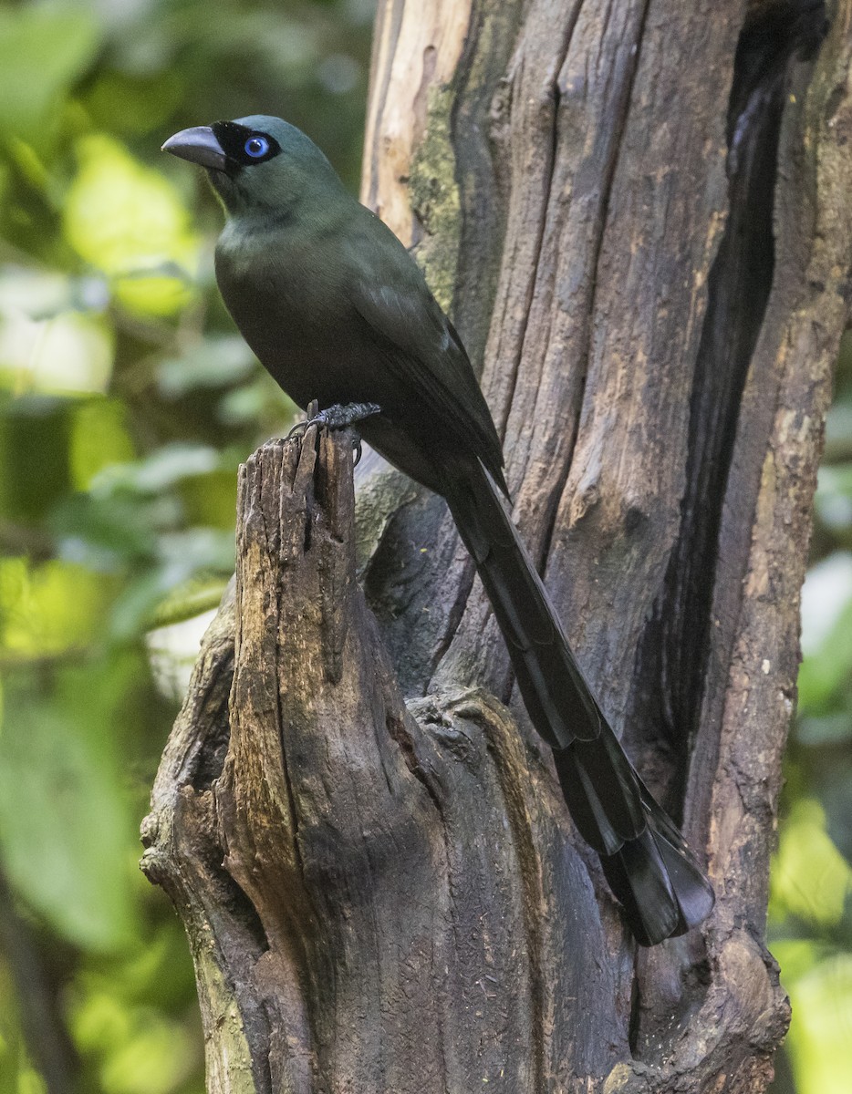 Racket-tailed Treepie - ML646157231