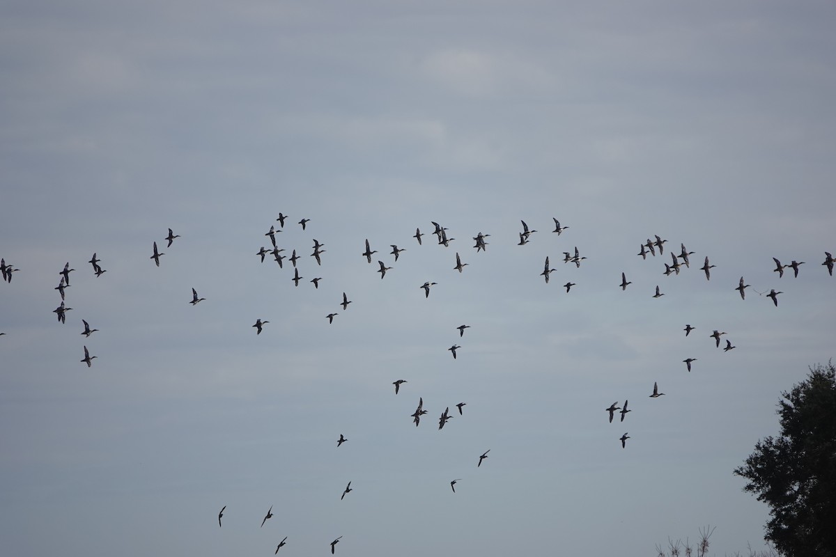 Northern Shoveler - ML646157234