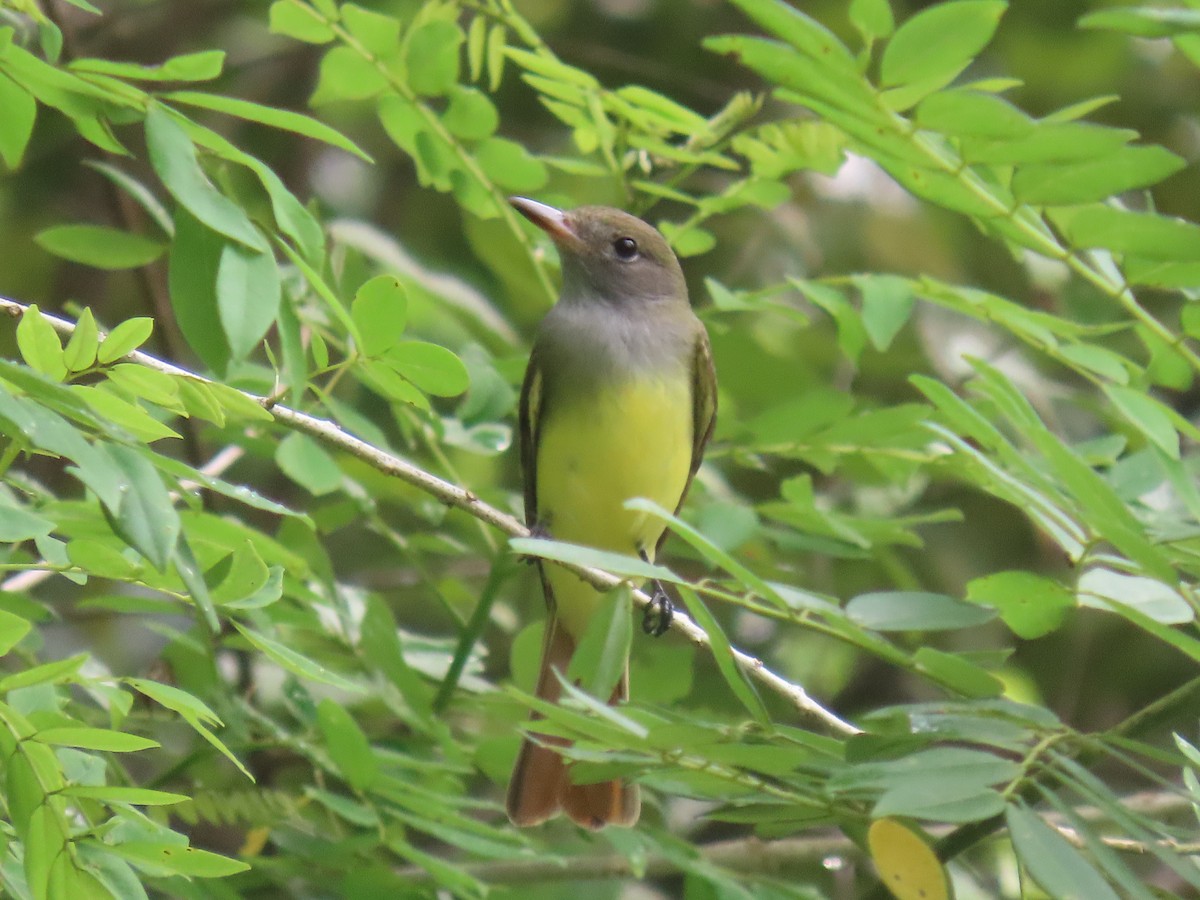 Sarı Karınlı Sinekkapan - ML646157248