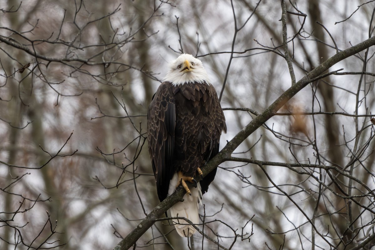 Pygargue à tête blanche - ML646157249