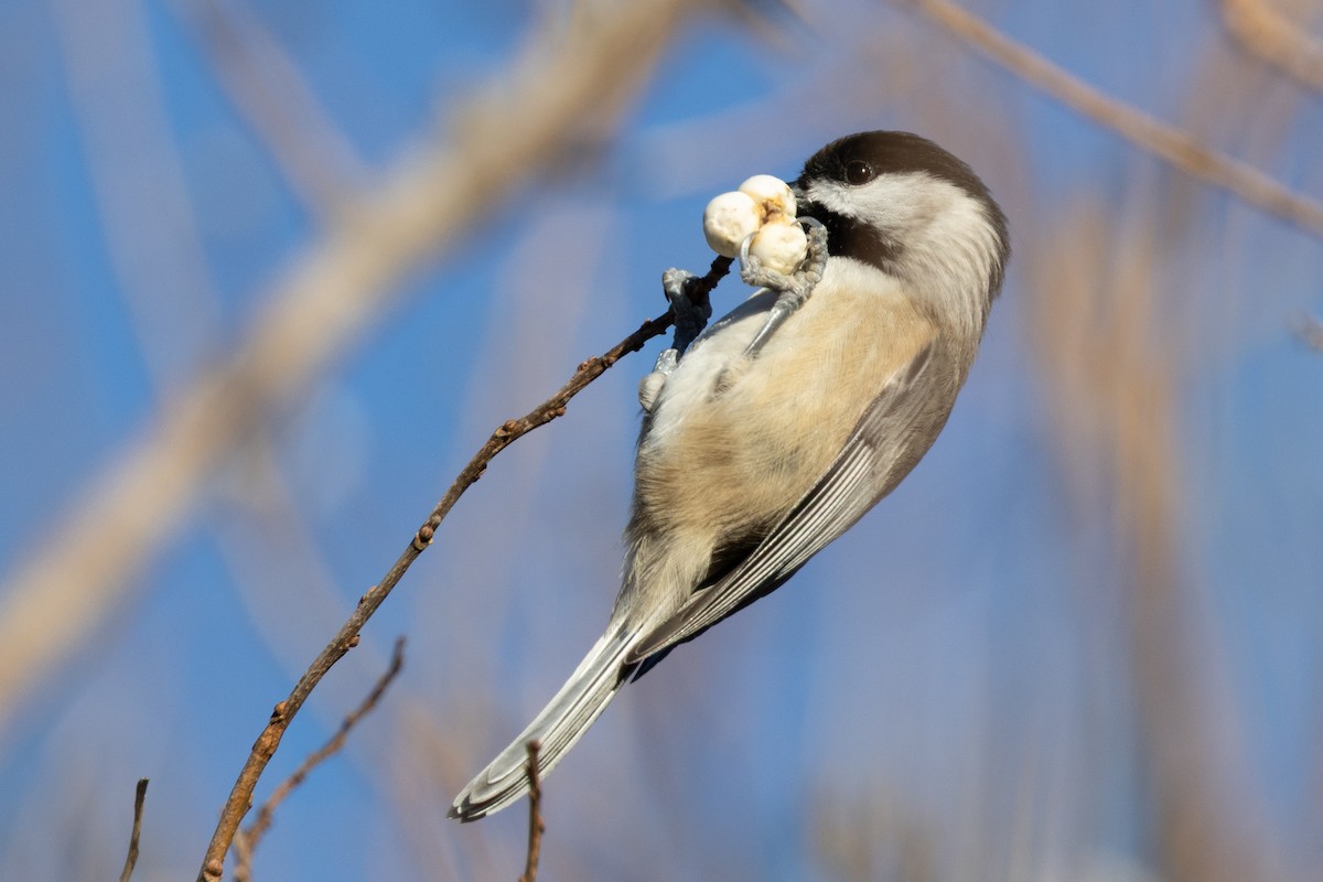 Carolina Chickadee - ML646157252