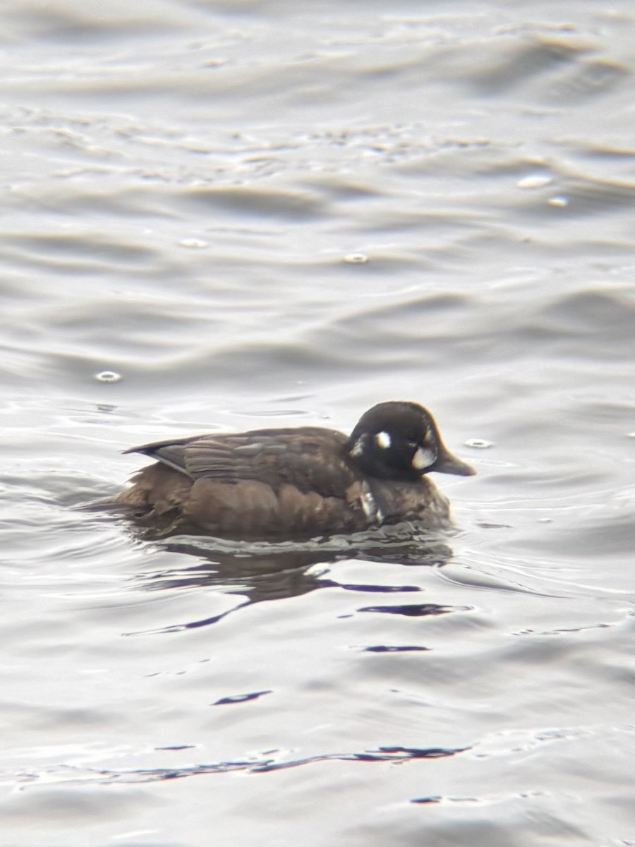 Harlequin Duck - ML646157255