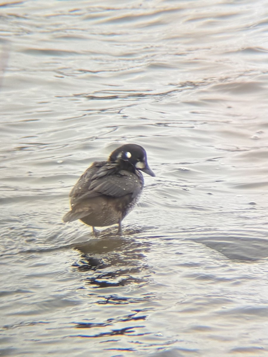 Harlequin Duck - ML646157256