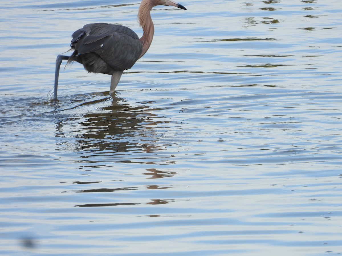 Reddish Egret - ML646157260