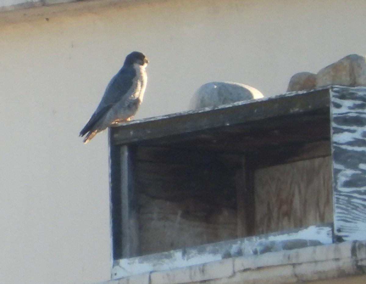 Peregrine Falcon - ML646157261