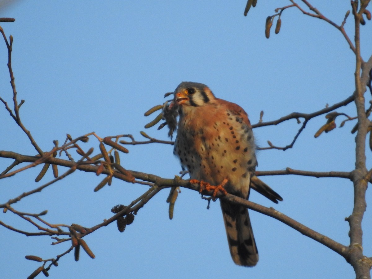 American Kestrel - ML646157267