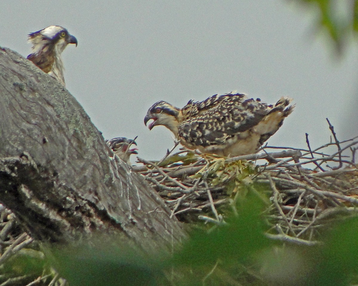 Osprey - ML646157270