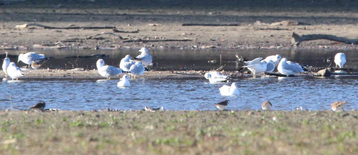 Kildir txirritxoa - ML646157272