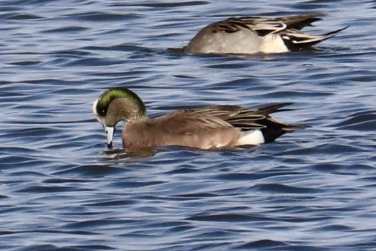 American Wigeon - ML646157278