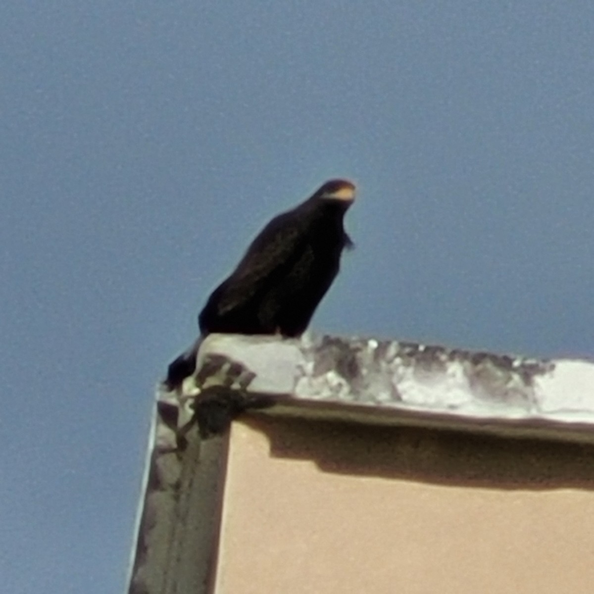 Cuban Black Hawk - ML646157283