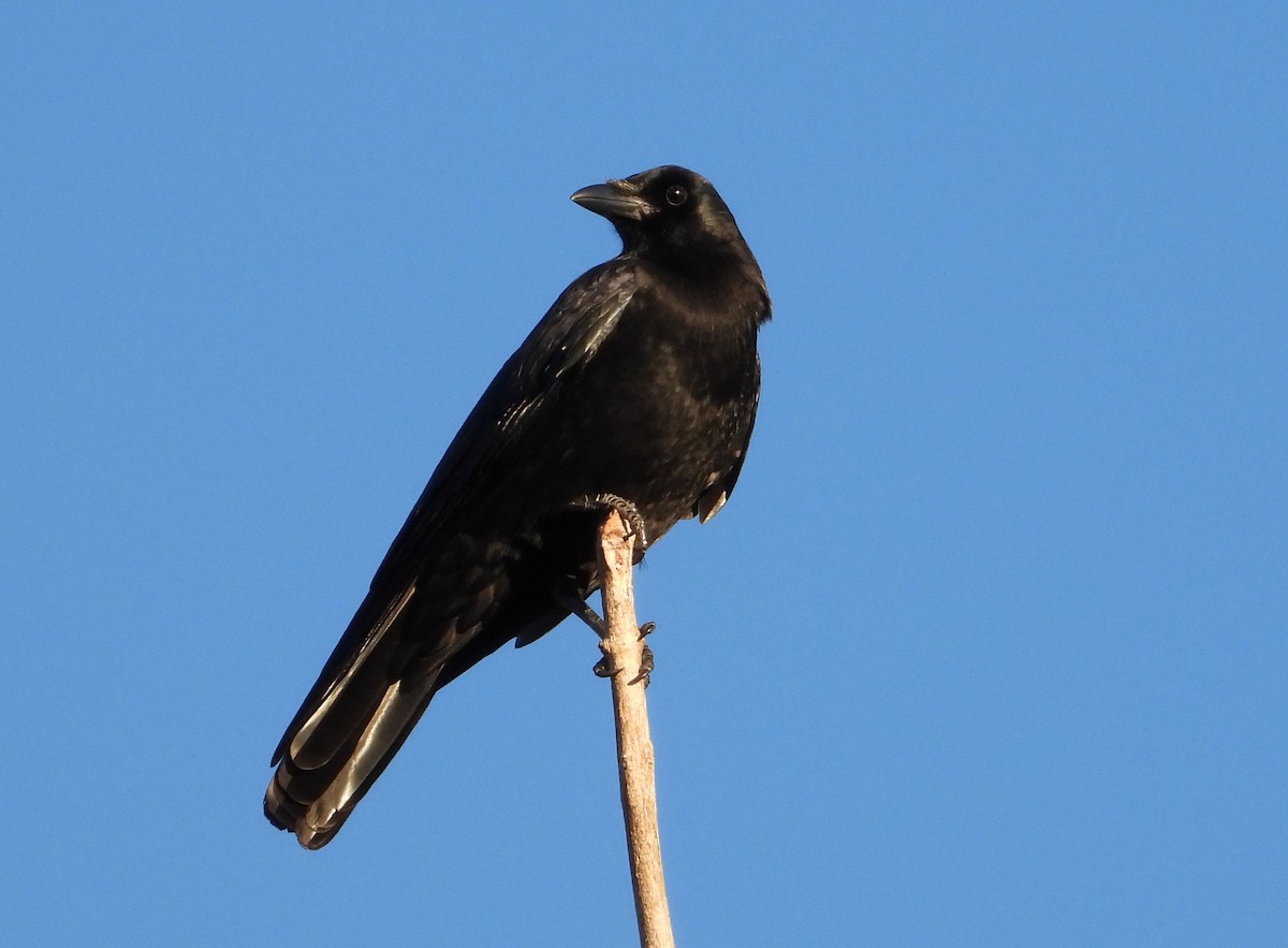 American Crow - ML646157287