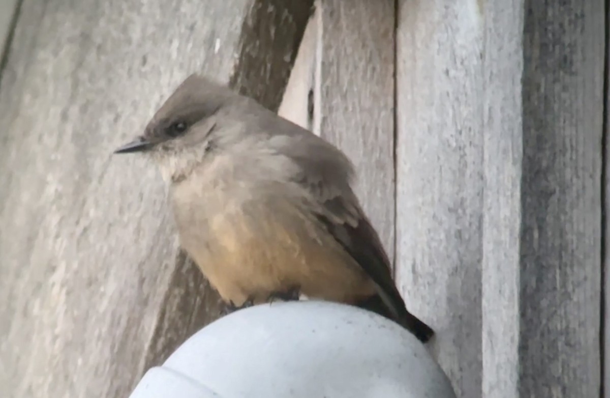 Say's Phoebe - ML646157291