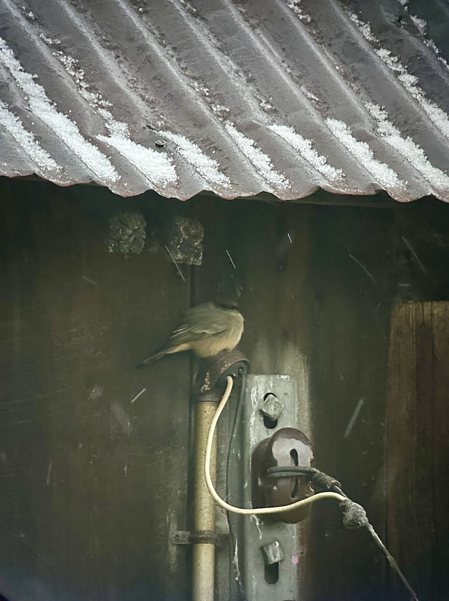 Say's Phoebe - ML646157292