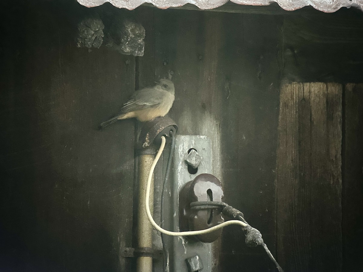 Say's Phoebe - ML646157293