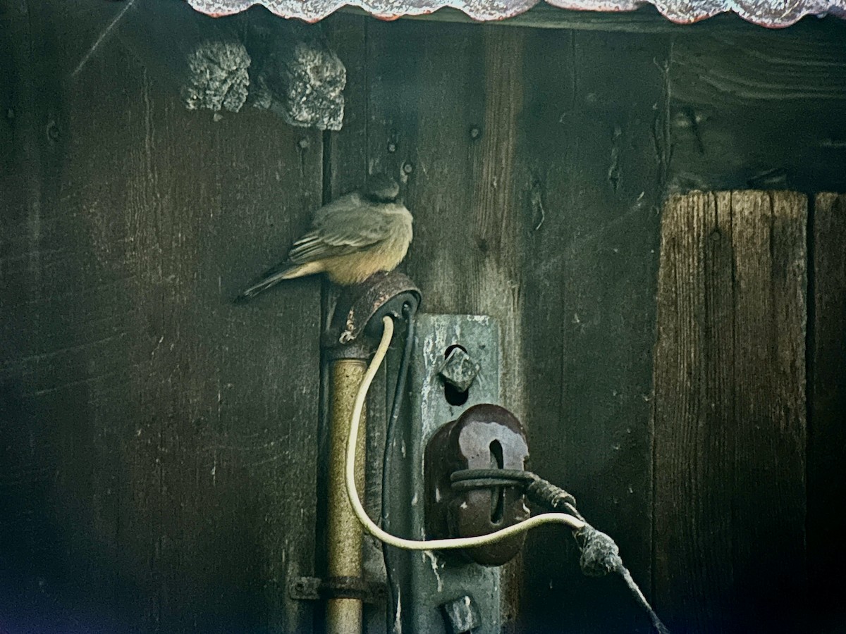 Say's Phoebe - ML646157294