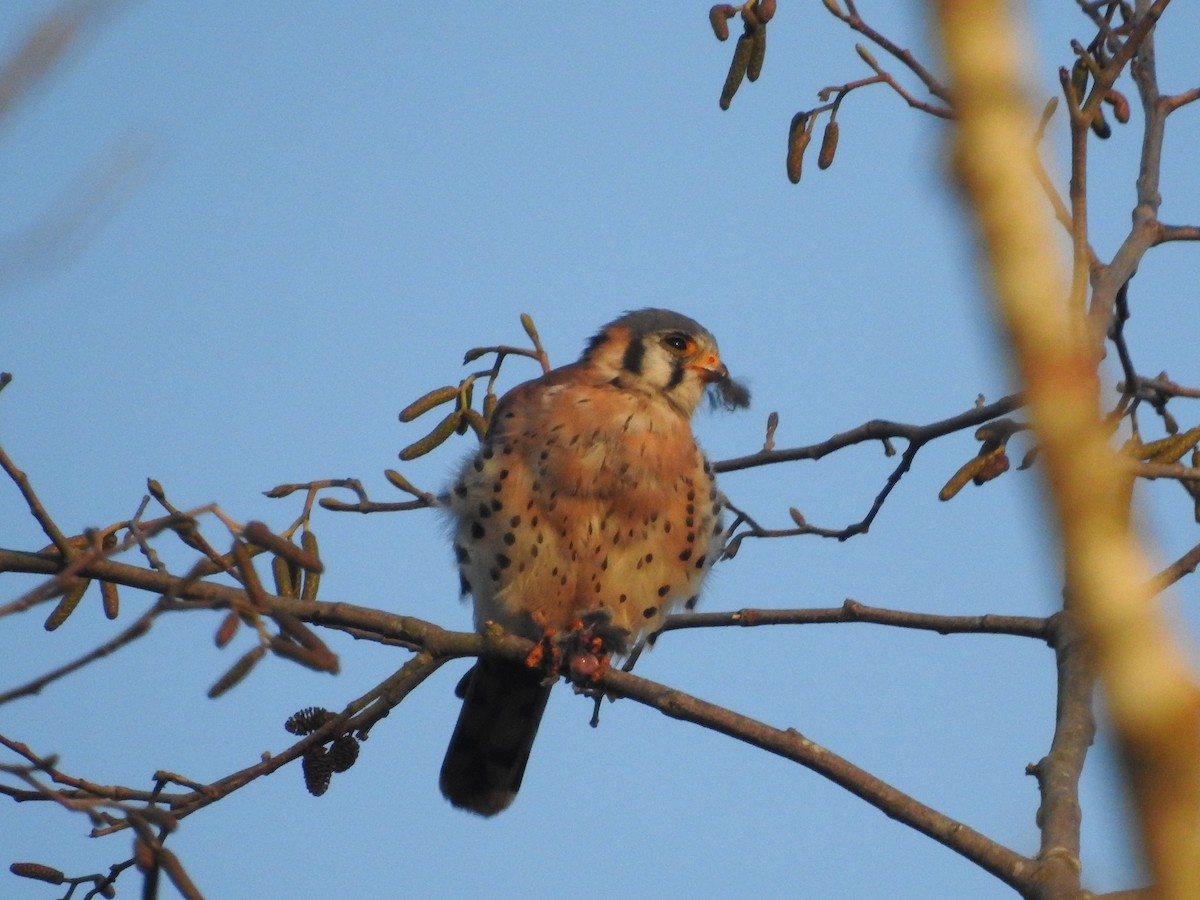 American Kestrel - ML646157295