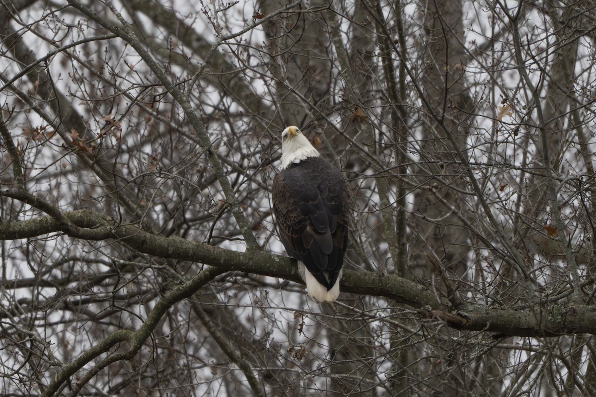 Pygargue à tête blanche - ML646157297