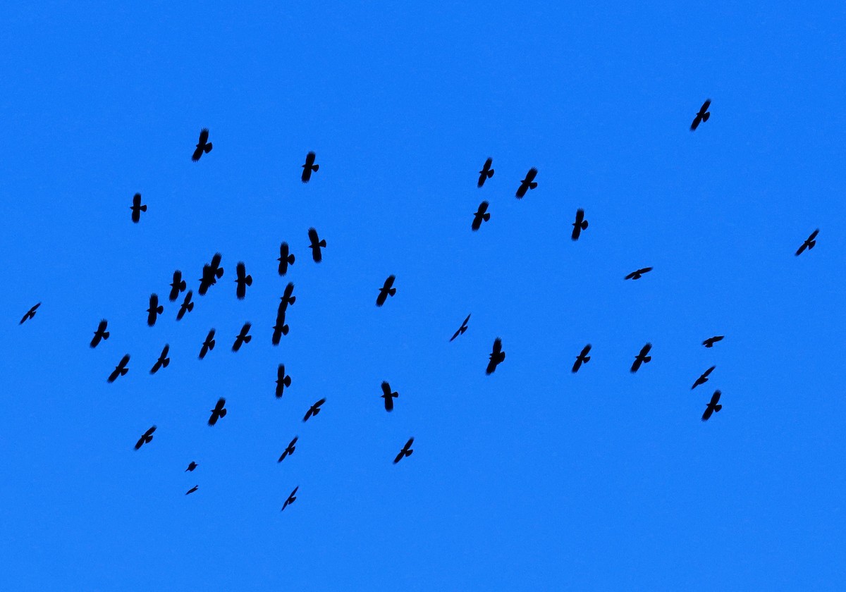 ベニハシガラス - ML646157298