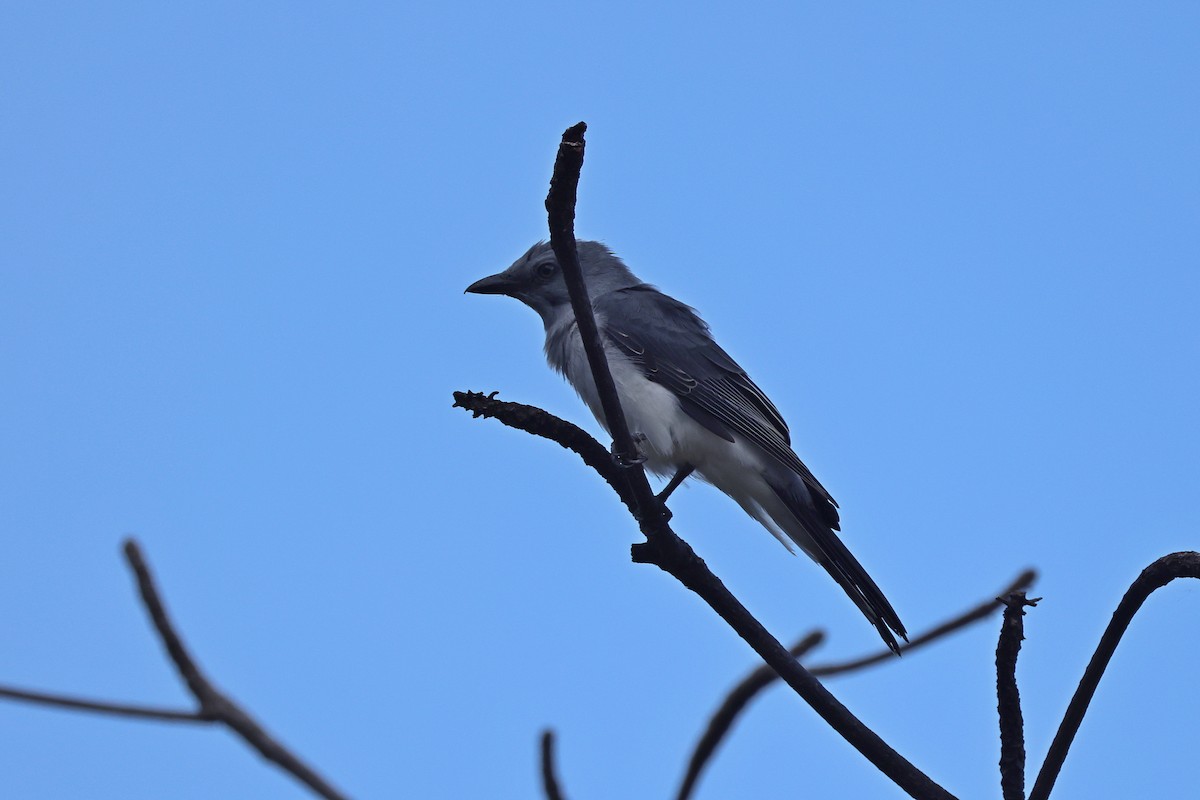 Шикачик білогузий - ML646157301