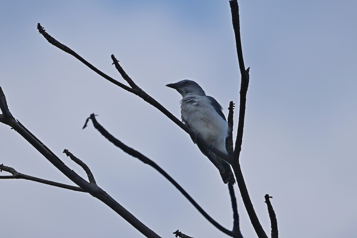 Шикачик білогузий - ML646157302