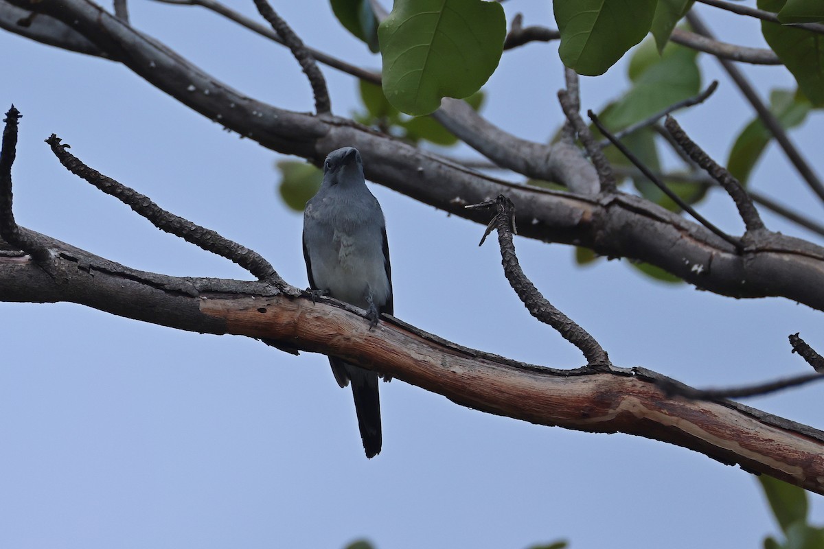 Шикачик білогузий - ML646157303