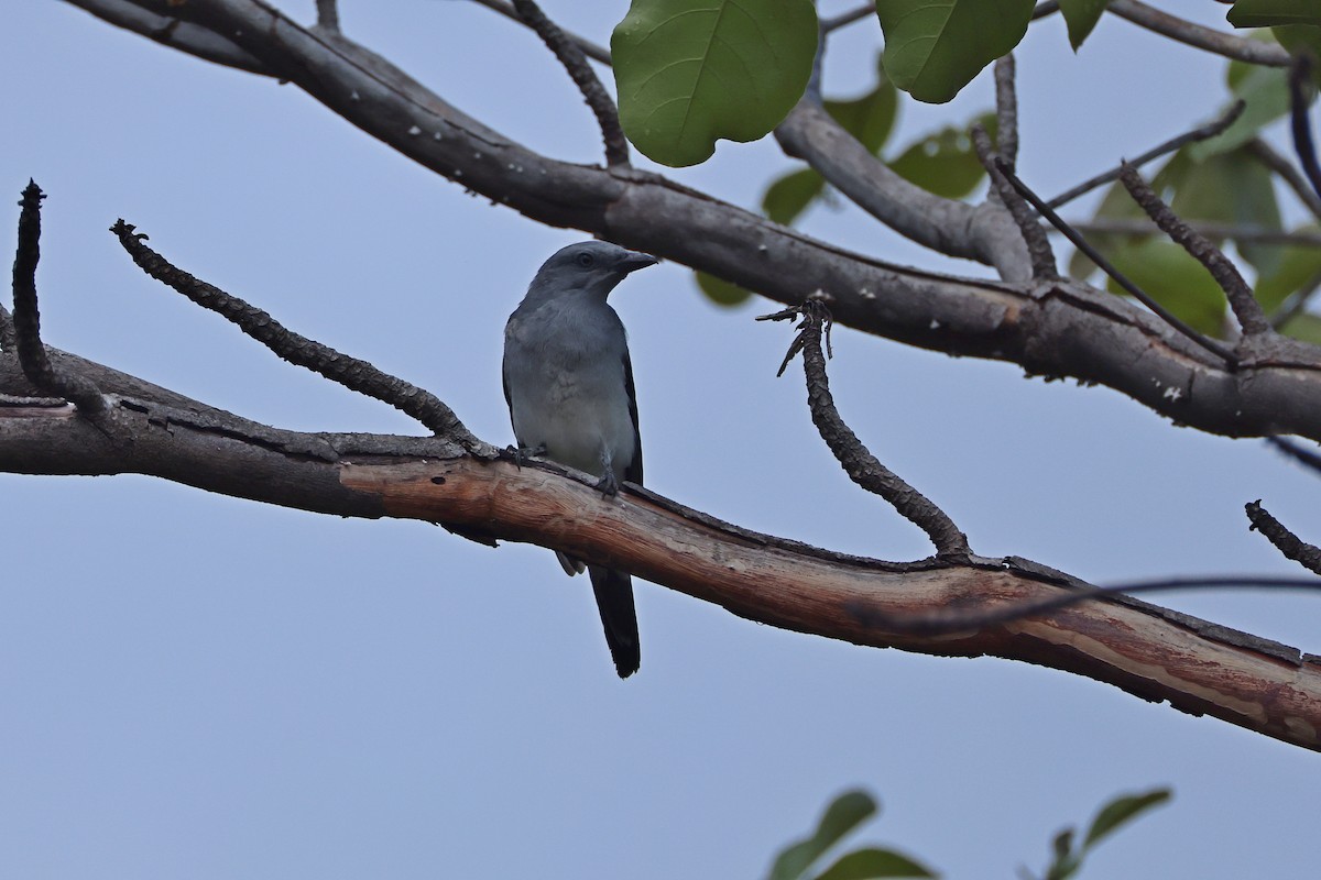 Шикачик білогузий - ML646157304