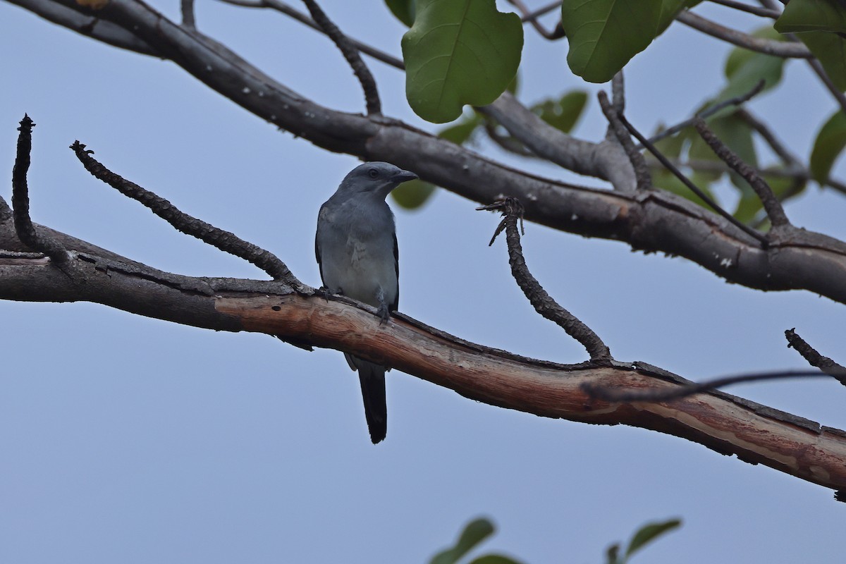 Шикачик білогузий - ML646157305