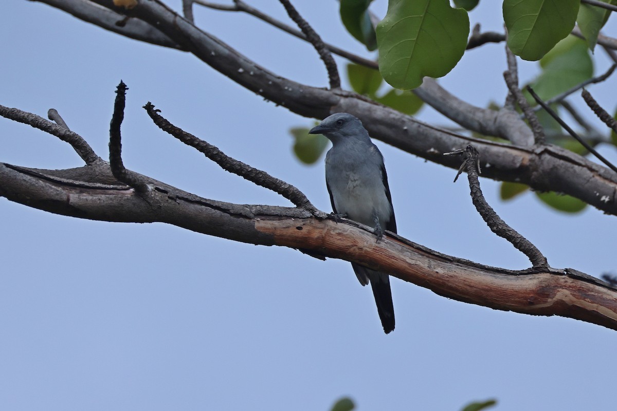 Шикачик білогузий - ML646157306