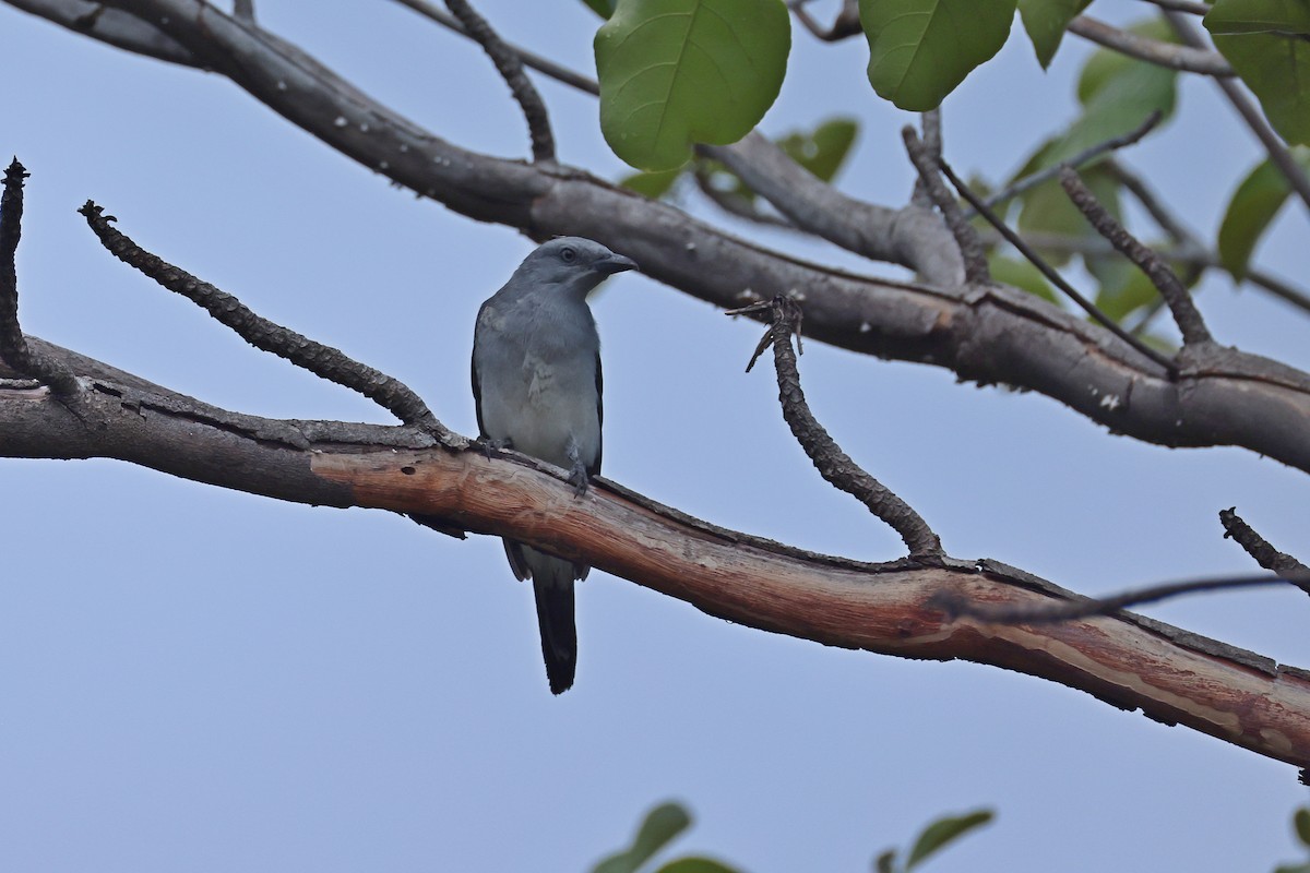 Шикачик білогузий - ML646157307