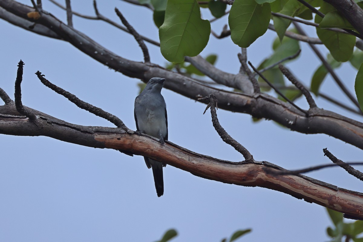 Шикачик білогузий - ML646157308