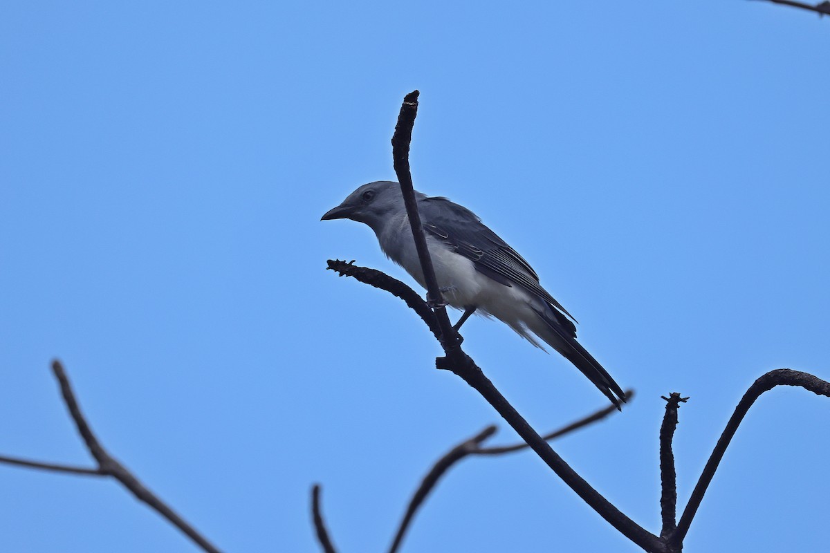 Шикачик білогузий - ML646157309