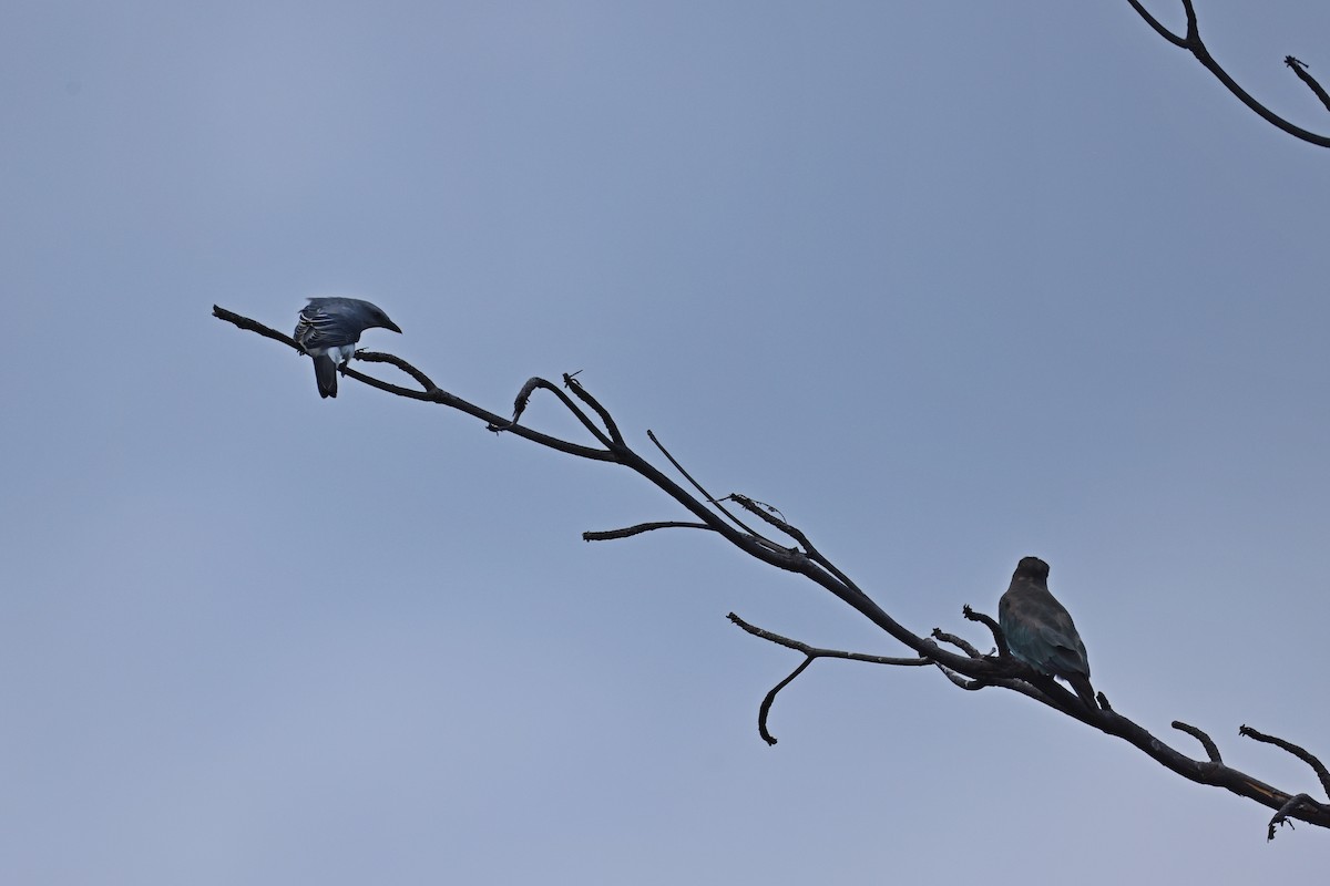 Шикачик білогузий - ML646157310