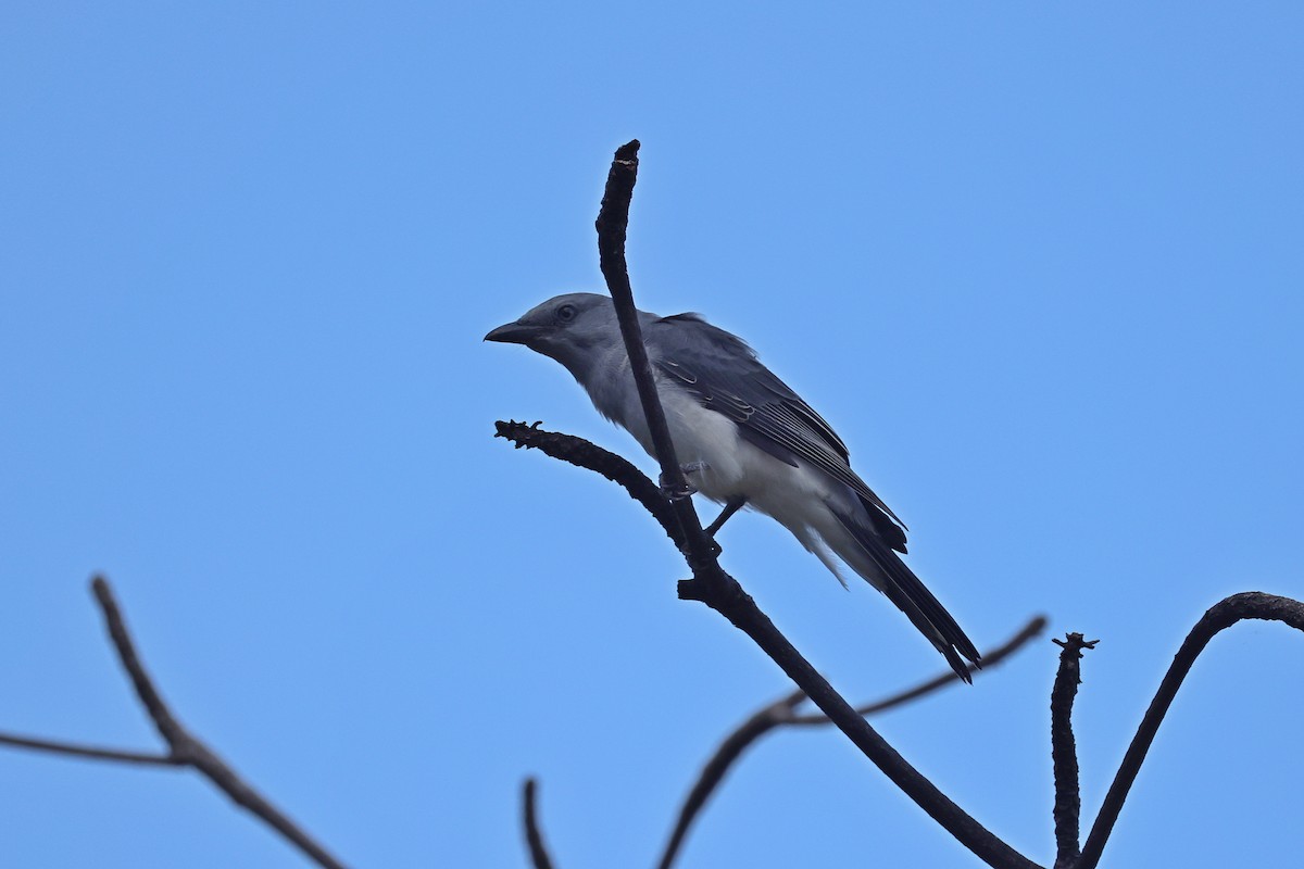 Шикачик білогузий - ML646157311