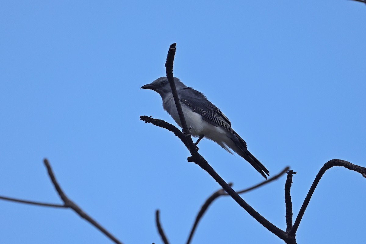 Шикачик білогузий - ML646157312